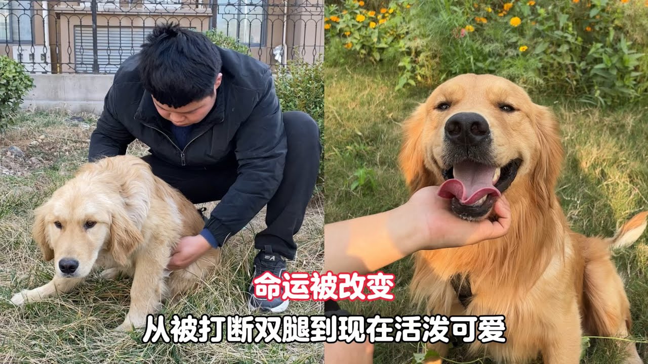 一只狗狗的蛻變，曾經被主人打斷雙腿的金毛，如今被一家人寵成寶