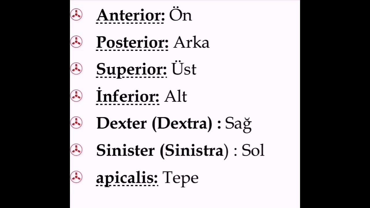 Anatominin başlıca terimleri dikkat sınavda çıkabilir👈