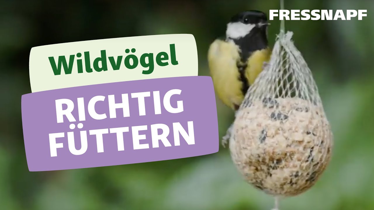V&ouml;gel f&uuml;ttern aber richtig: So unterst&uuml;tzt ihr heimische Wildv&ouml;gel das ganze Jahr!