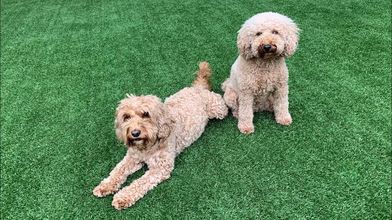 Weaves - Agility Training in the Garden - @POPPYCOCKAPOO