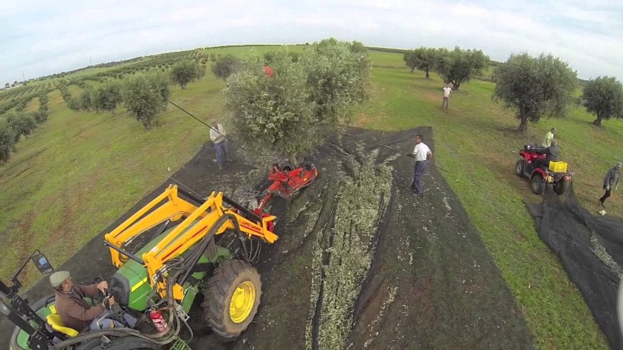 Apanha da Azeitona com Drone (Moura, Alentejo)