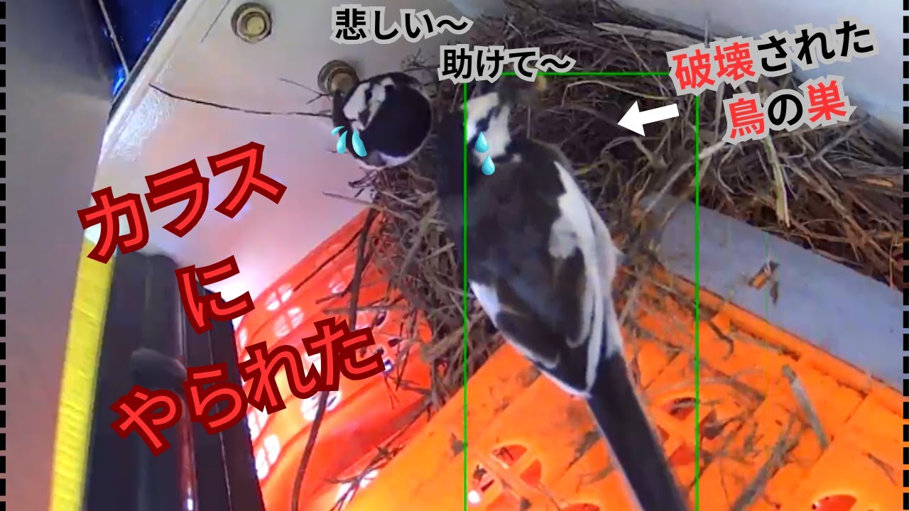 ハクセキレイのヒナ 野鳥 カラスに襲われ残念な結果に 無事に羽化したのに