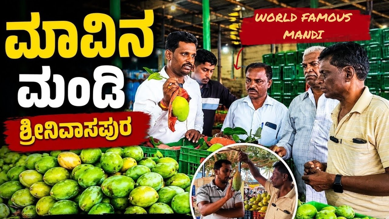 ಅತಿ ದೊಡ್ಡದಾದ ಮಾವಿನ ಮಾರುಕಟ್ಟೆ ಶ್ರೀನಿವಾಸಪುರ