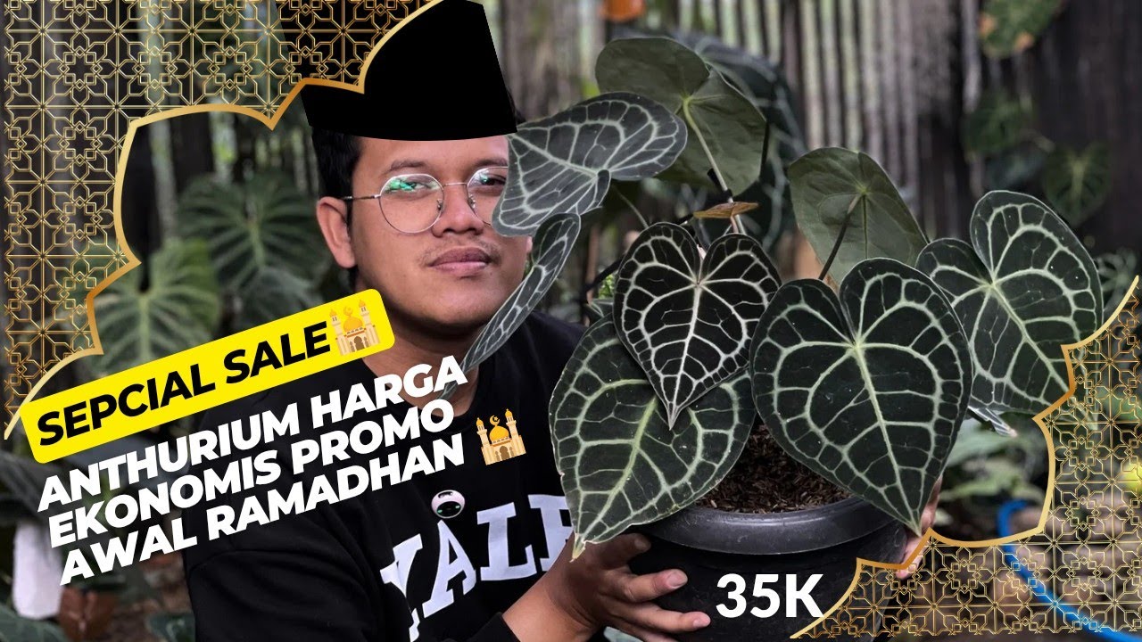 Konten Perdana Di Bulan Ramadhan Banyak Anthurium Murce Mulai dari 35k🔥🕌