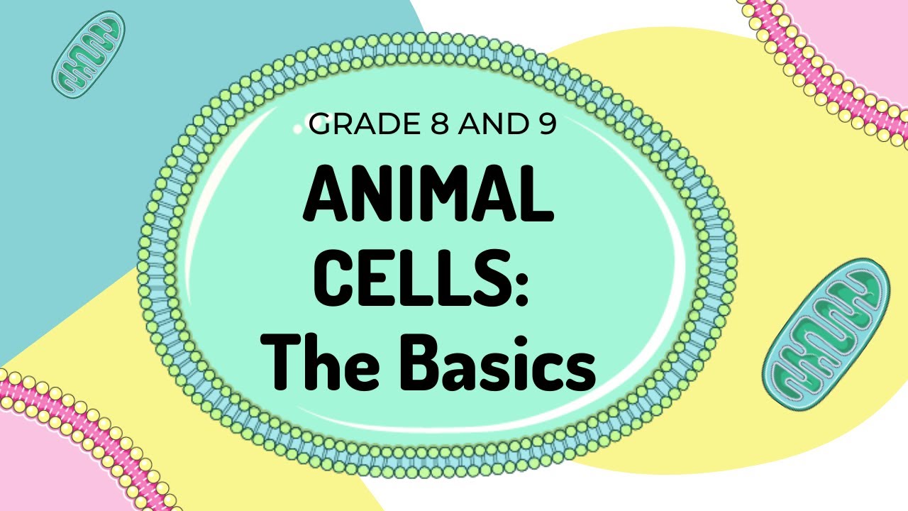 ANIMAL CELL | Beginner Edition | Summary