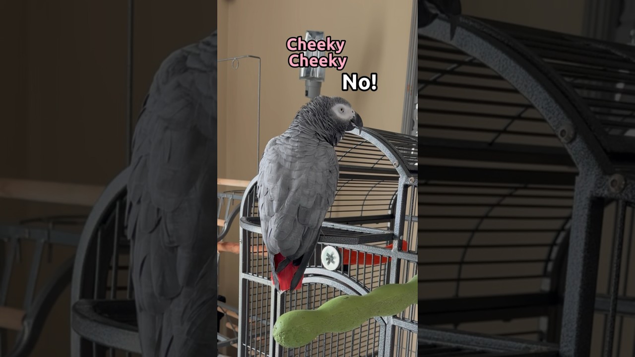 Gizmo reached epic level cheekiness with his backchats 😂😈 #talkingparrot #africangrey #gizmo
