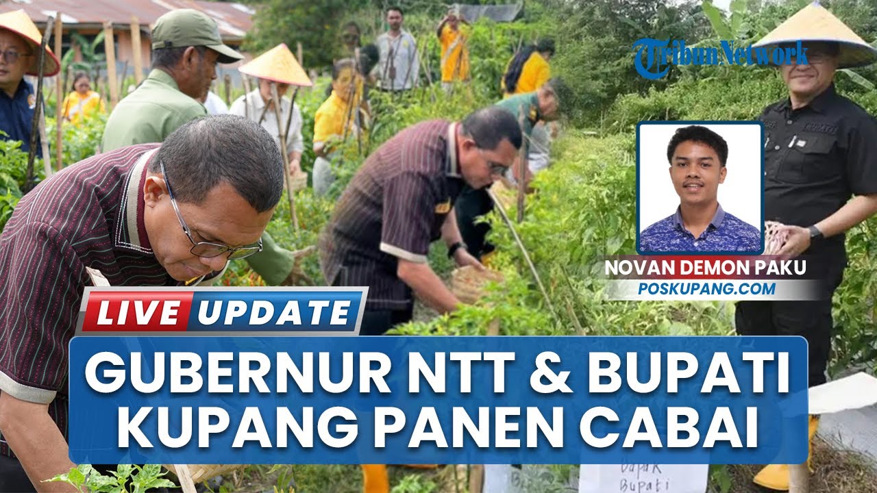 Gubernur NTT dan Bupati Kupang Hadiri Panen Raya Cabai di SMAN 1 Kupang Timur