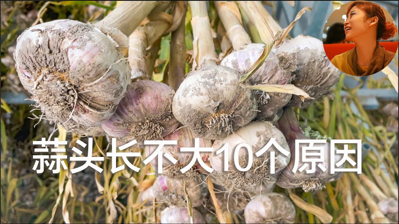 蒜头长不大10个原因，我这样种出比拳头大的蒜头，种大蒜头提示史上最全，种蒜不浇水，种蒜不追肥，种蒜不除草，种上就不用管，6月收蒜苔，7月收大蒜头，收了大蒜头吃不了，大蒜头送朋友，见者有份谁要报名哈。