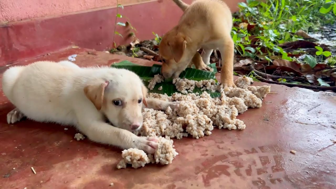 Heartwarming Feed 100+ Stray Dogs! 😭 | Homemade Meal for Street Pups