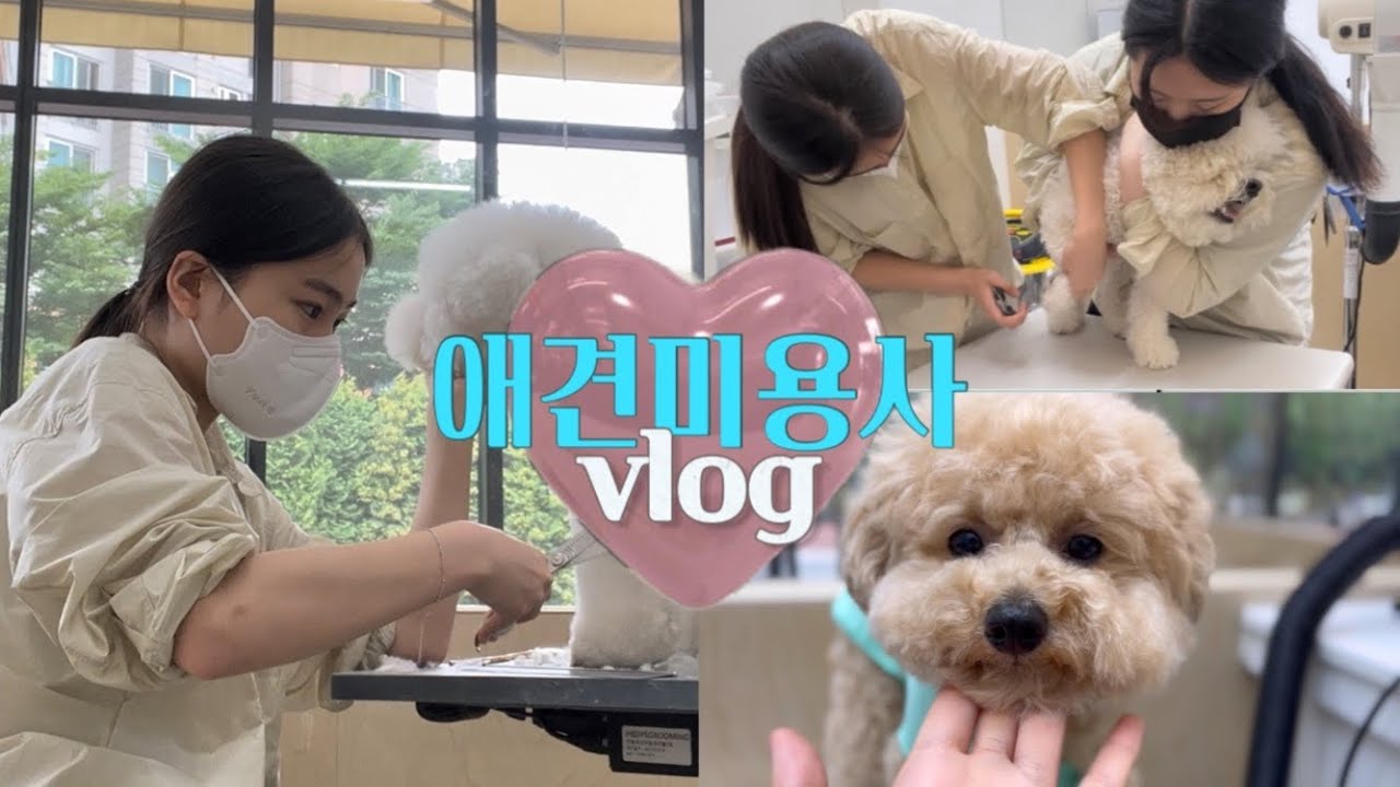 애견미용사 브이로그💕 | 물리고 밟히는 현실 애견묭사 일상✂️ | 올바른 슬리커 사용법 | Grooming vlog