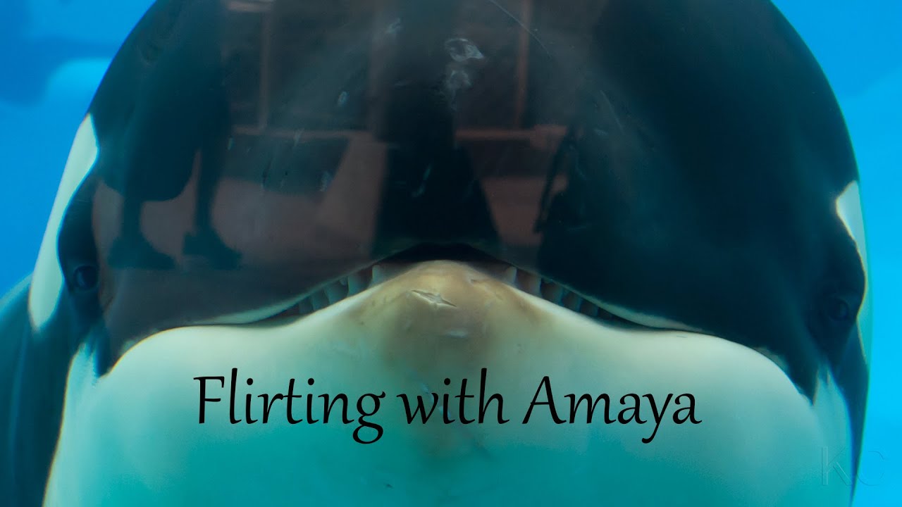 Flirting with Amaya