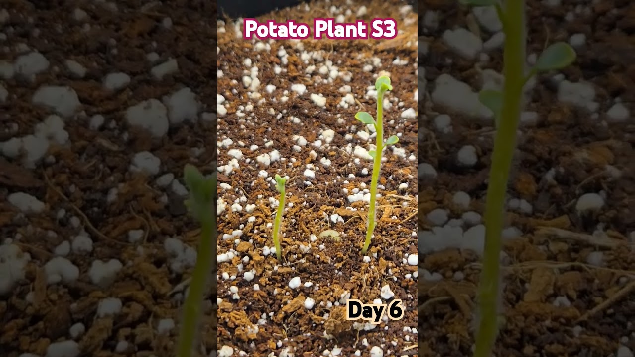 Tiny Potato plant and grow experiment Day 6