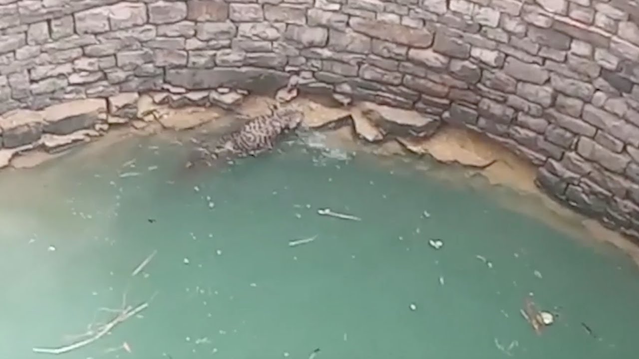 Al ver a este animal en el agua, se quedan boquiabiertos. Entonces se les ocurre algo genial