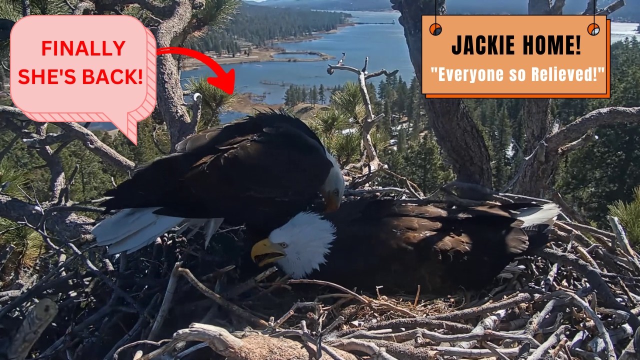 She's Safe! 🎉 Jackie Back After Gone All Night - Shadow Soared & Called! | Big Bear Eagles