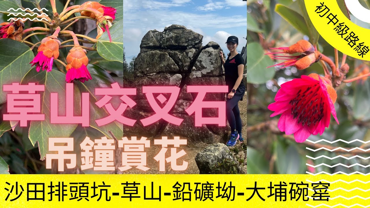 [賞花行山路線] 沙田排頭坑出發欣賞吊鐘王 吊鐘花 再上草山 交叉石 大埔碗窰