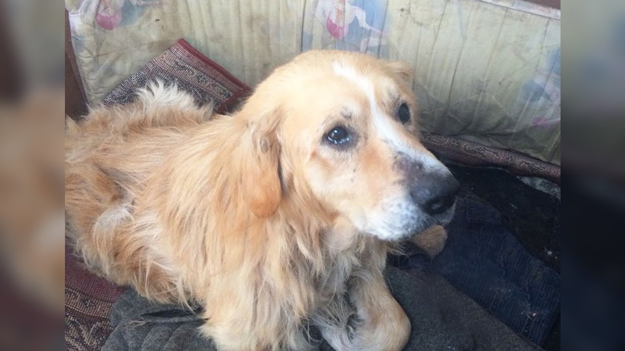 He cried and looked at me as if to say "please take me out of here"