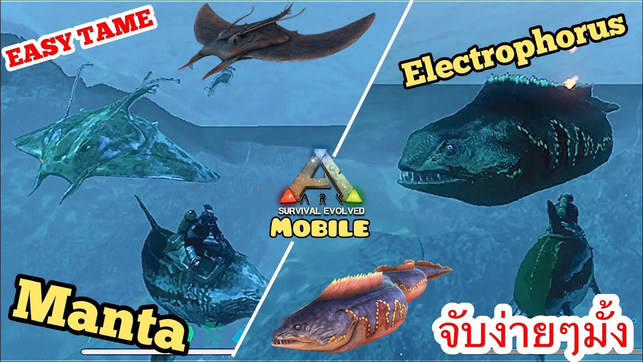 Ark Mobile มือถือ EP68 จับปลากระเบนและปลาไหลไฟฟ้ากันเถอะ [Manta&Electrophorus Taming]
