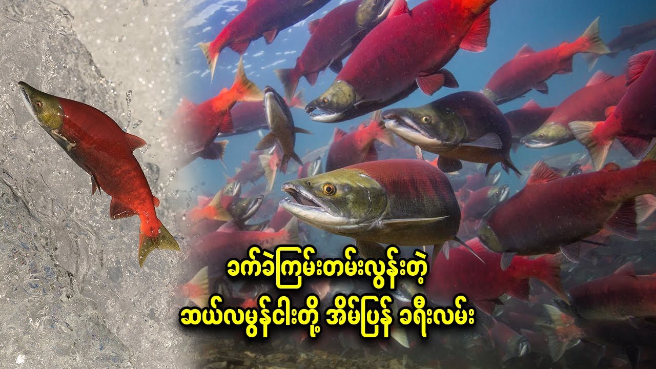 ခက်ခဲကြမ်းတမ်းတဲ့ ဆယ်လမွန်ငါးတို့ အိမ်ပြန် ခရီးလမ်း