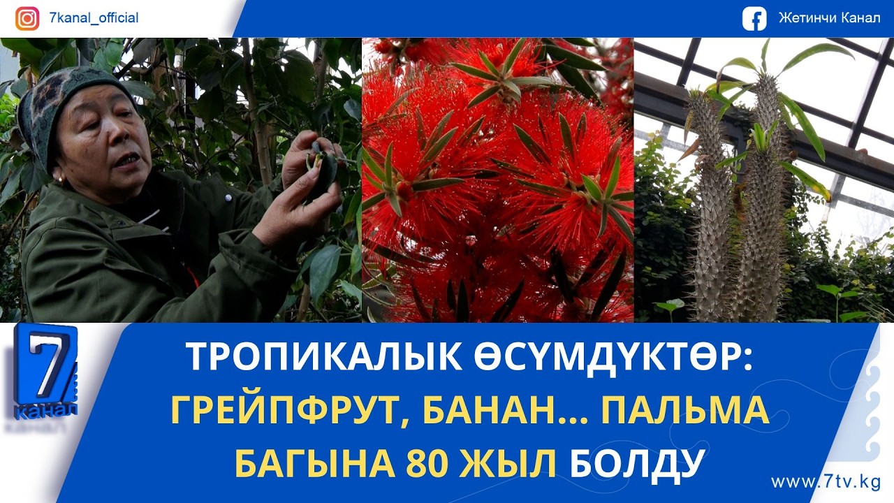 ТРОПИКАЛЫК ӨСҮМДҮКТӨР: ГРЕЙПФРУТ, БАНАН... ПАЛЬМА БАГЫНА 80 ЖЫЛ БОЛДУ