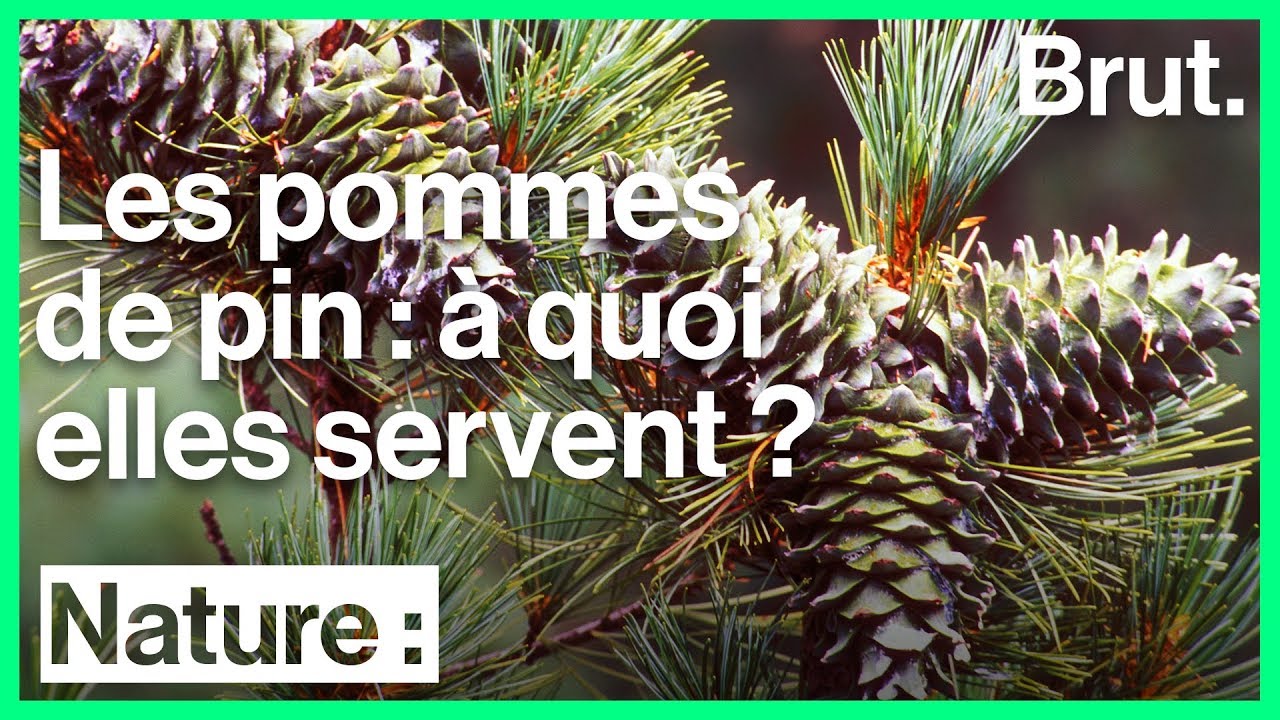 À quoi servent les pommes de pin ?