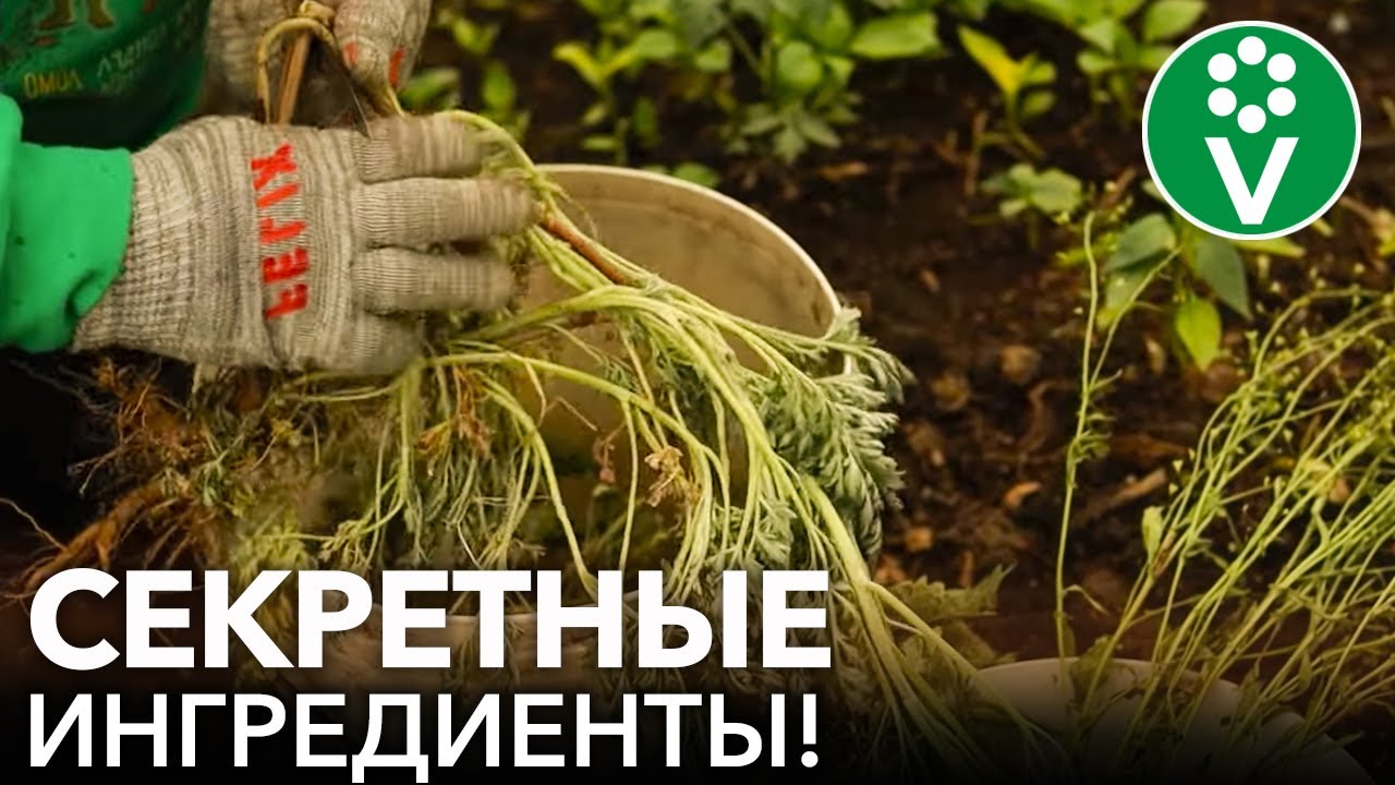 ДОБАВЬТЕ ЭТО В ЗЕЛЕНОЕ УДОБРЕНИЕ и вредители и болезни уйдут из вашего сада!