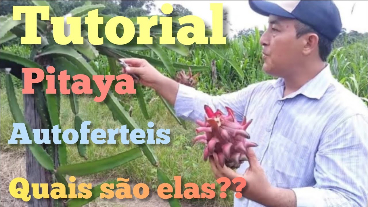 Tutorial | Falando de Pitaya Autofertil  e quais são elas..