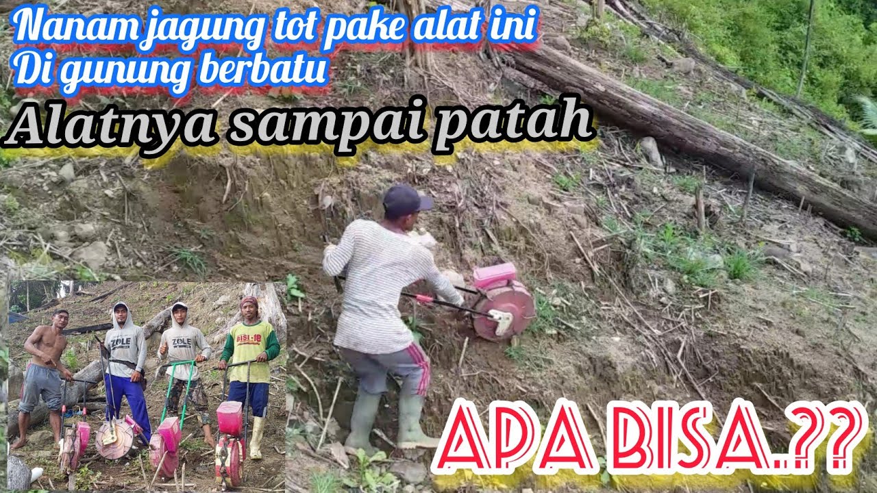 cara menanam jagung pake alat modern tanpa olah tanah bagaimana hasilnya.