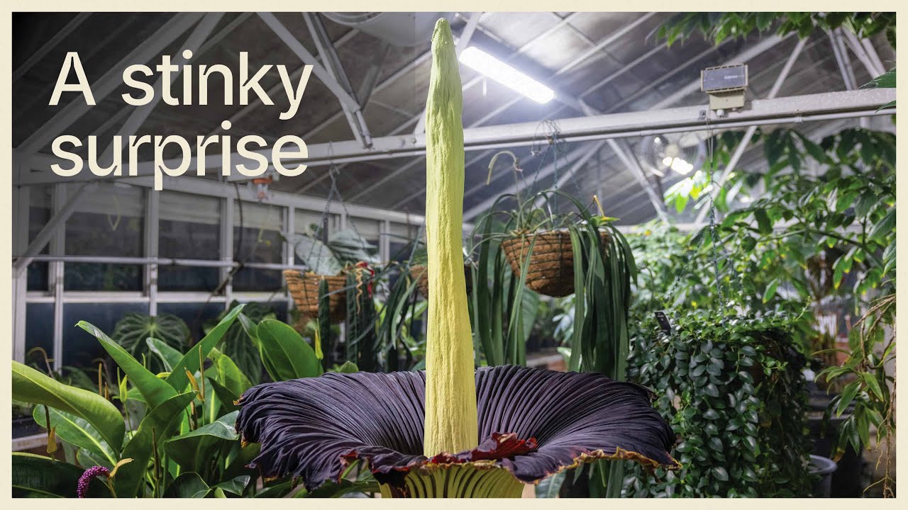 A stinky surprise
