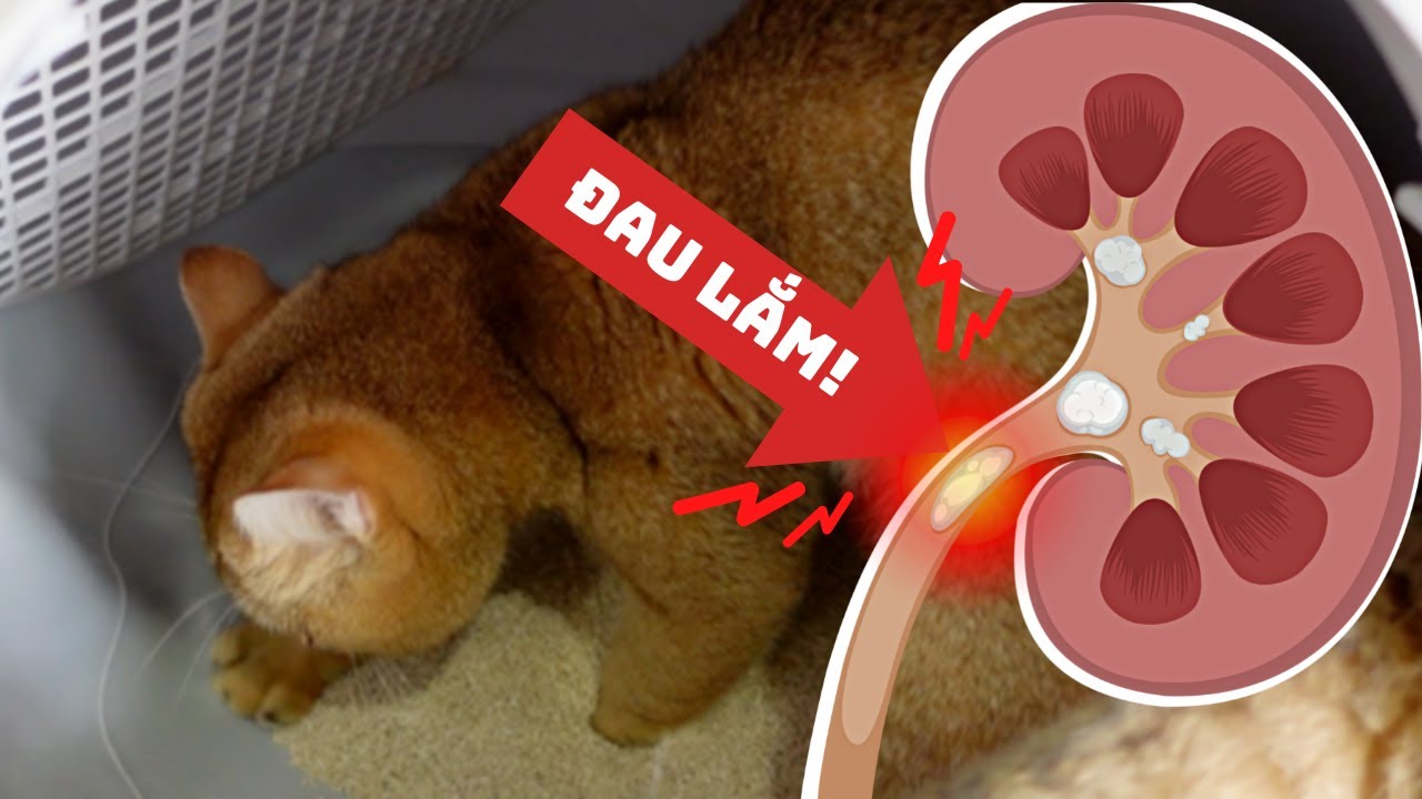 Sỏi Tiết Niệu Ở Mèo Đực Đã Thiến (Triệt Sản) 🔴🐈