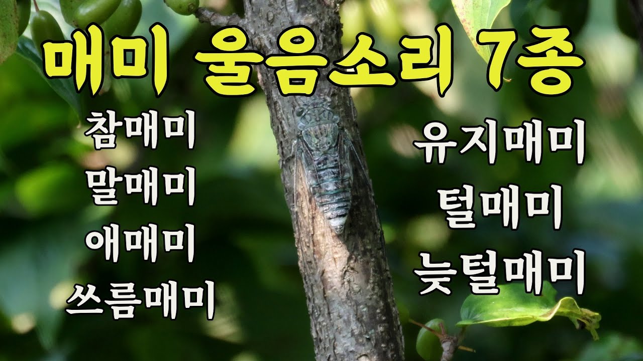 매미 울음소리 7종ㅣ참매미, 말매미, 쓰름매미, 애매미, 쓰름매미, 유지매미, 털매미, 늦털매미 #Cicadidae