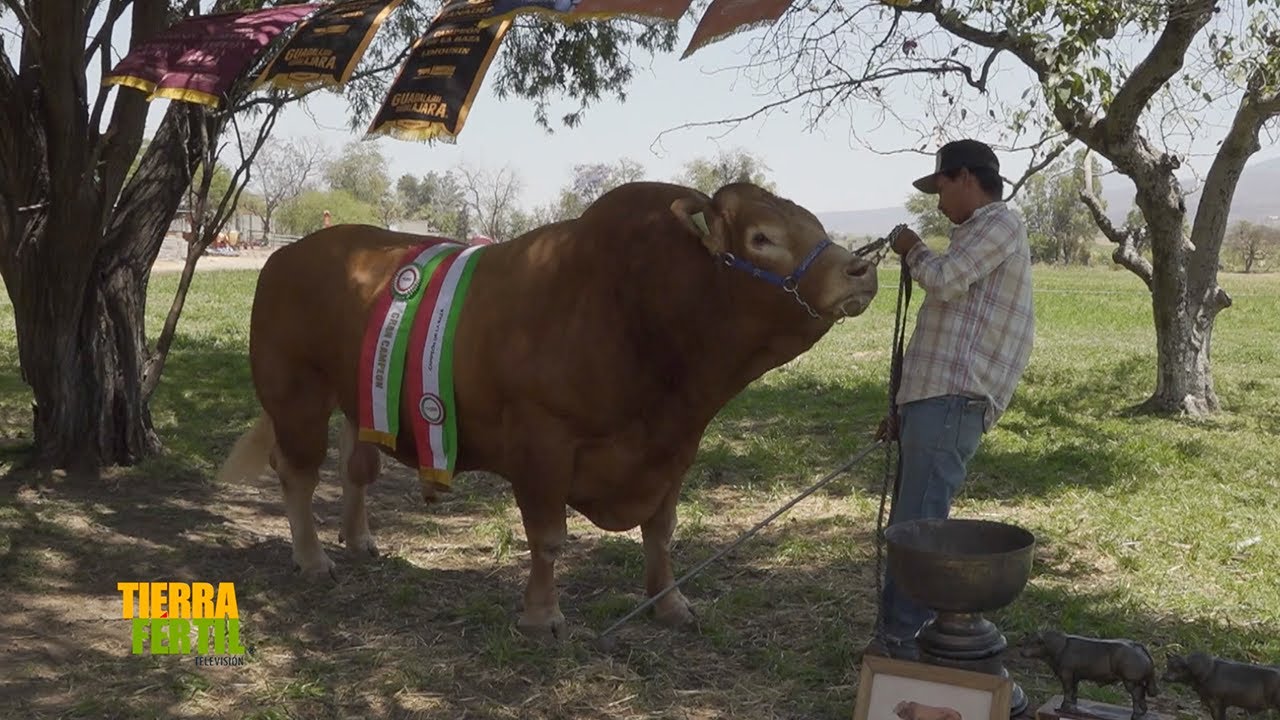 Tierra Fértil Tv-Ganado Limousin y Brahman (24.05.25)