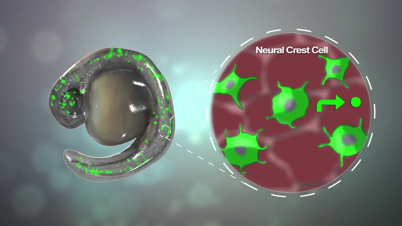 Visualizing cancer's origins from the first affected cell
