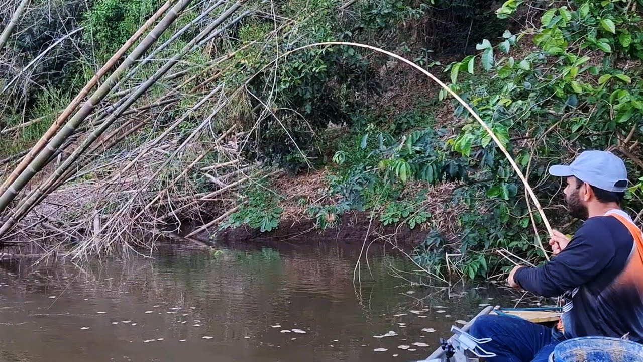 PIAU&Ccedil;U , PACU , PIRAPUTANGA , TIMBOR&Eacute; E PEIXE FRITO NA BEIRA DO RIO MIRANDA MS/PESCARIA DE BARRANCO.
