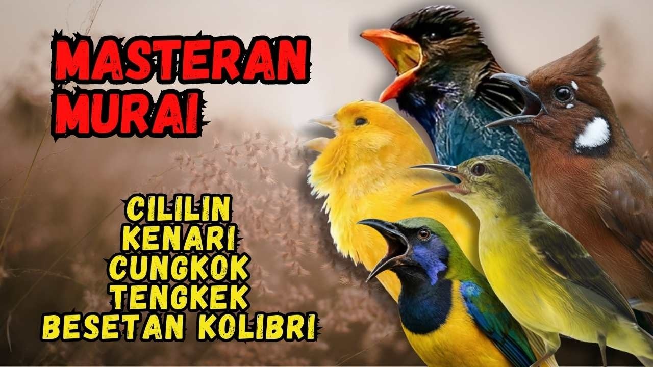 Masteran Murai Isian Cililin, Kenari, Cungkok, Tengkek, Besetan Kolibri