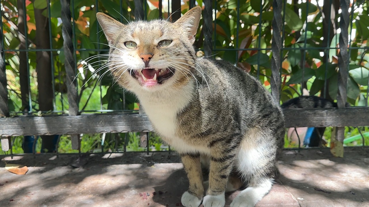 I Spent 7 Months Getting a Feral Cat to Love Me