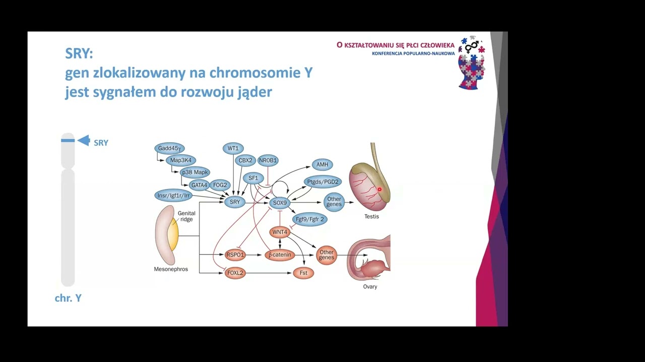 Genetyczne podstawy kształtowania się płci biologicznej