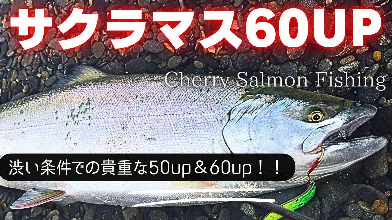 [Cherry Salmon Challenge] Сможете ли вы поймать рыбу после полудня? Объявлен лучший улов сезона!