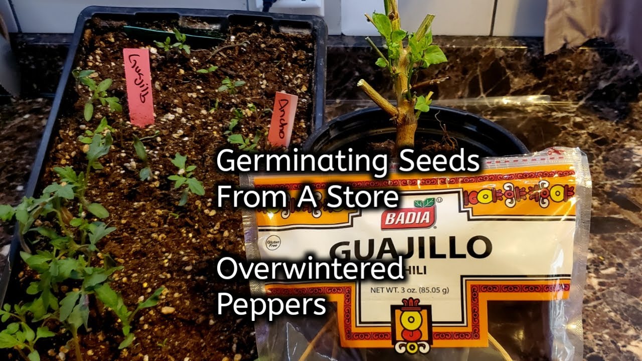 Germinating Pepper Seeds(Even From A Grocery Store!) & Overwintered Pepper Plants