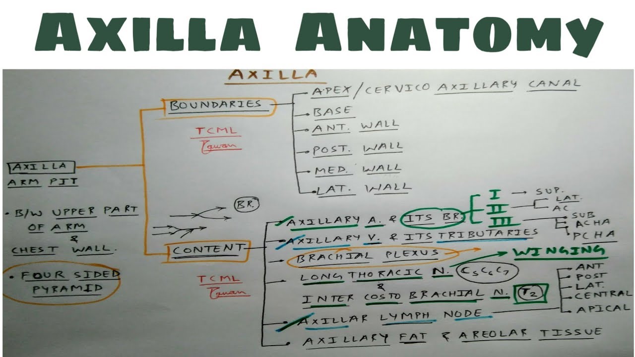 Axilla Anatomy | Part 1 | Upper Limb Anatomy