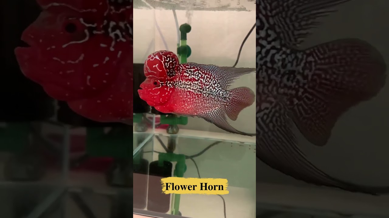 KML Flower Horn Fish l #aquariumfish #shorts #viral #shortsvideo