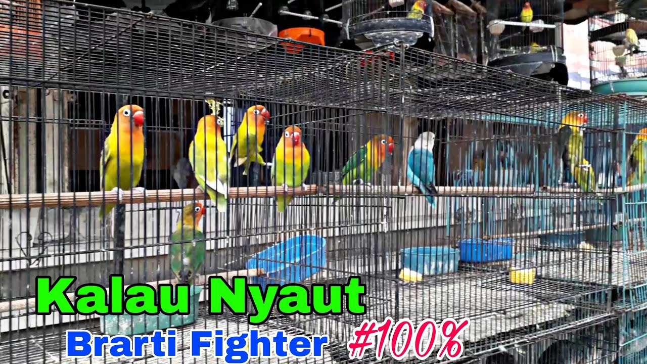 Pancingan LoveBird Ombyokan agar FIGHTER