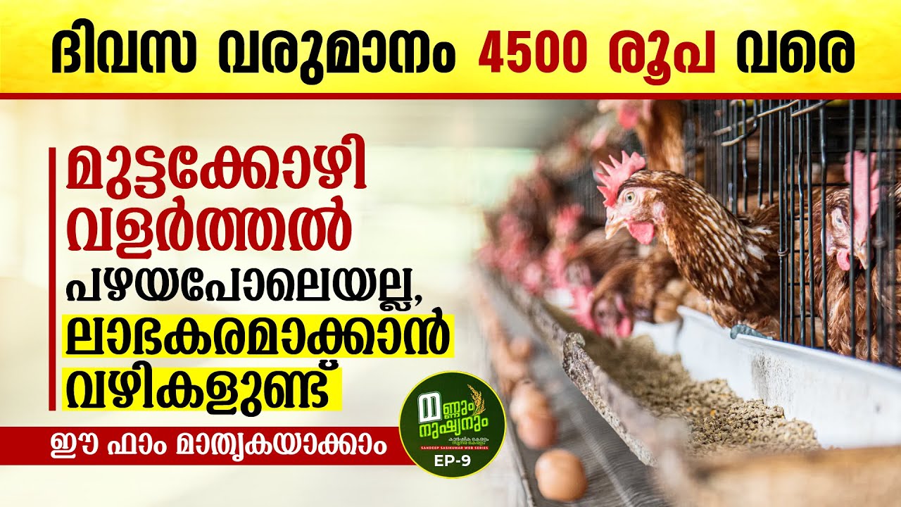 മുട്ടക്കോഴി വളർത്തൽ പഴയപോലെയല്ല, ലാഭകരമാക്കാൻ വഴികളുണ്ട്‌: ദിവസ വരുമാനം 4500 രൂപ വരെ, BV 380 Farm