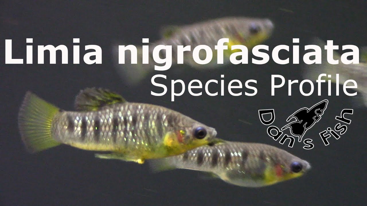 Limia nigrofasciata - Species Profile