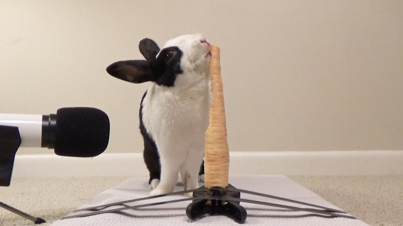 Rabbit eating crunchy parsnip ASMR