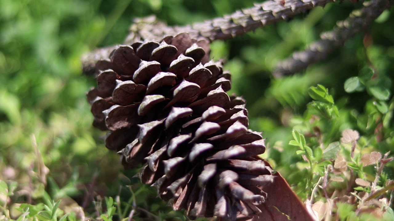 ASMR Nature Sounds Pinecone No Talking Sleep