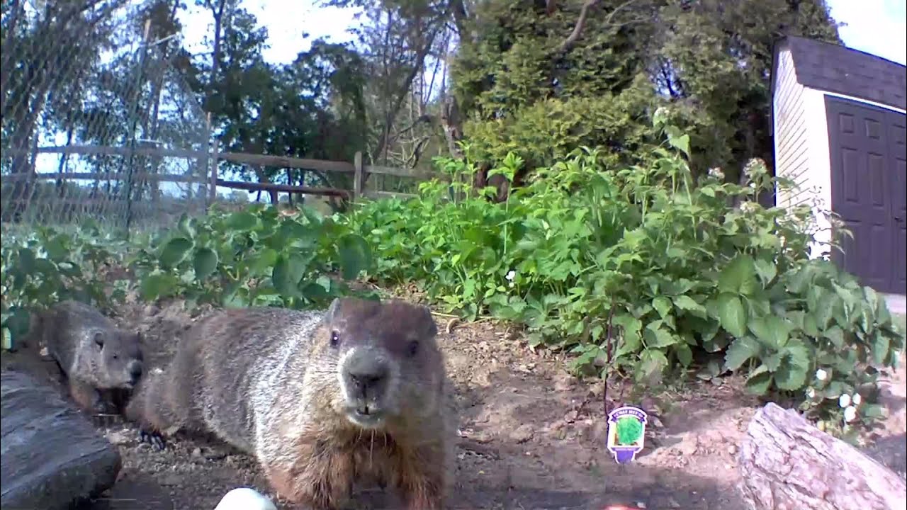 Chunk and Nibble’s Baby Returns!