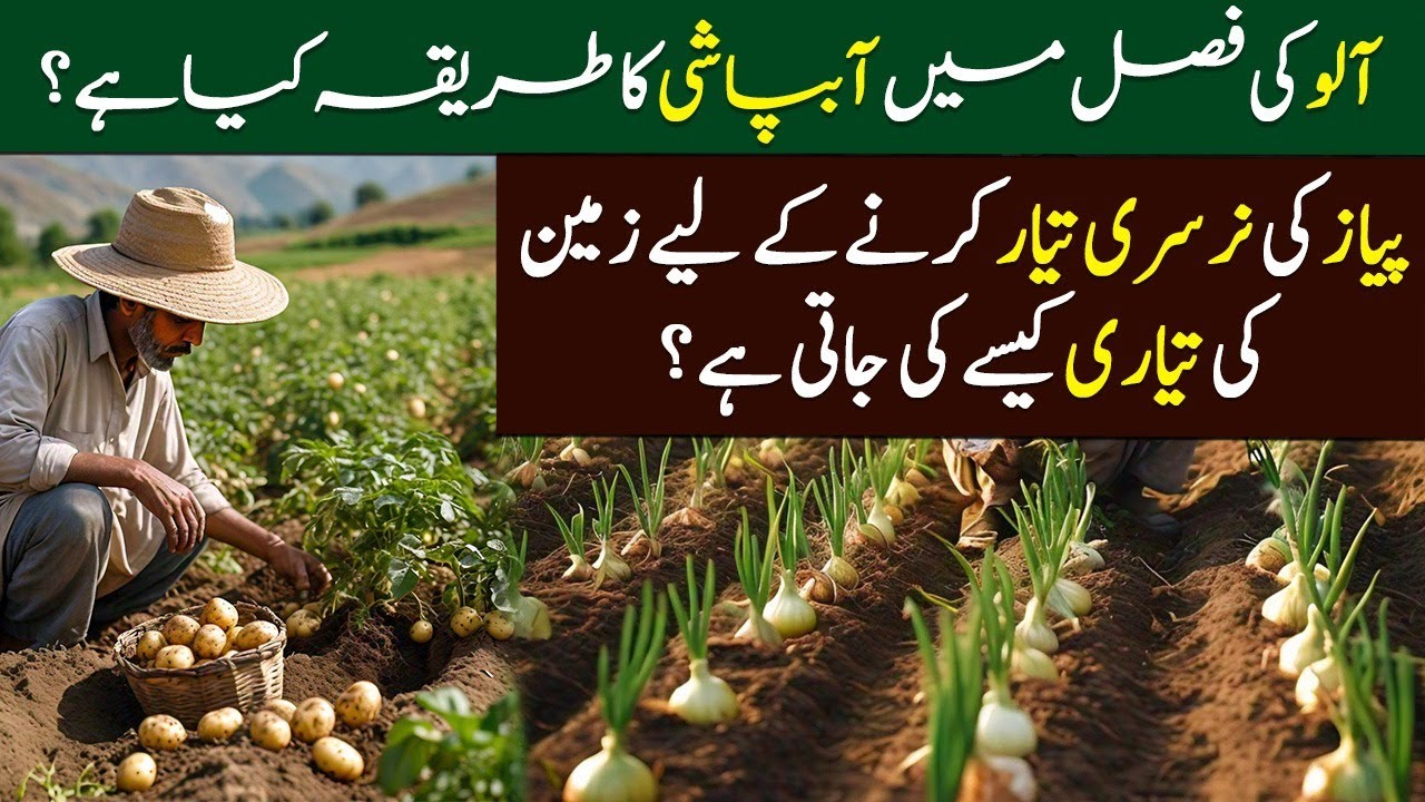 Weed Control & Irrigation in Potato Crop | Onion Nursery | Top 5 Farmer Queries