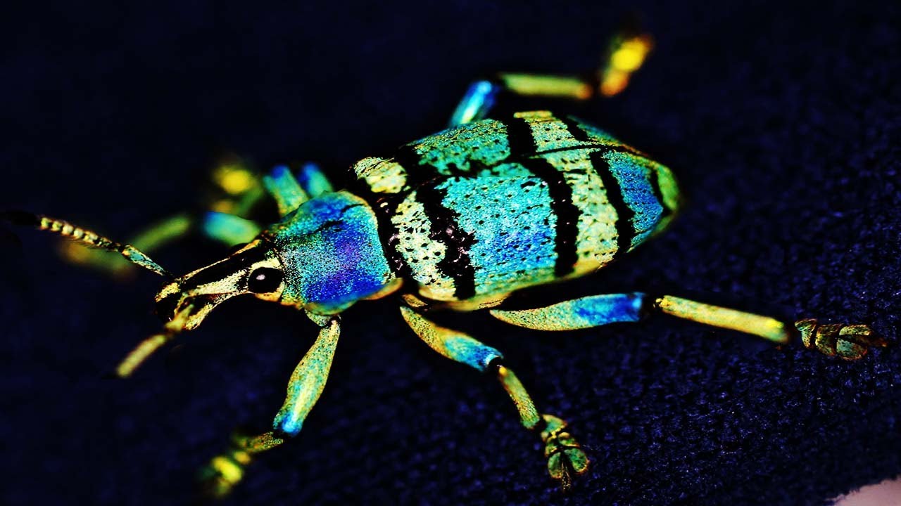 The Most Beautful Weevil Beetle In The World