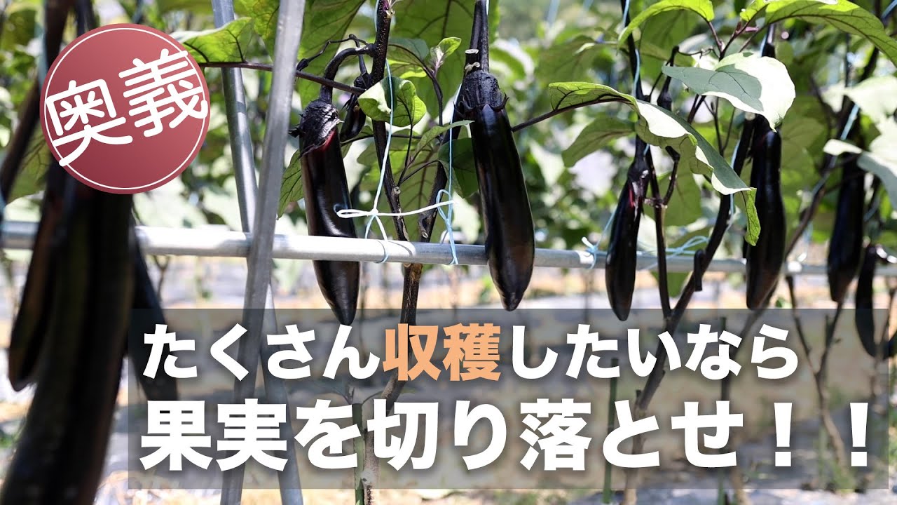 ナスの管理【農家が教える】もっとたくさん、もっと美味しい育て方