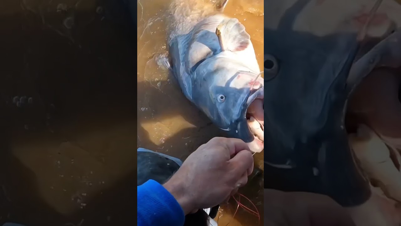 Golly Whopper Catfish Slams Bank Rod